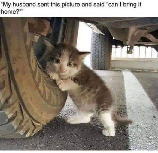 "My husband sent this picture and said "can I bring it home?"