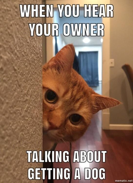 WHEN YOU HEAR YOUR OWNER TALKING ABOUT GETTING A DOG mematic.net
