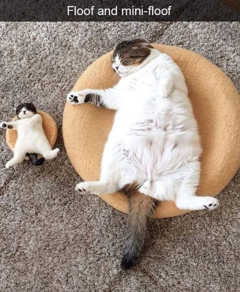 Floof and mini-floof