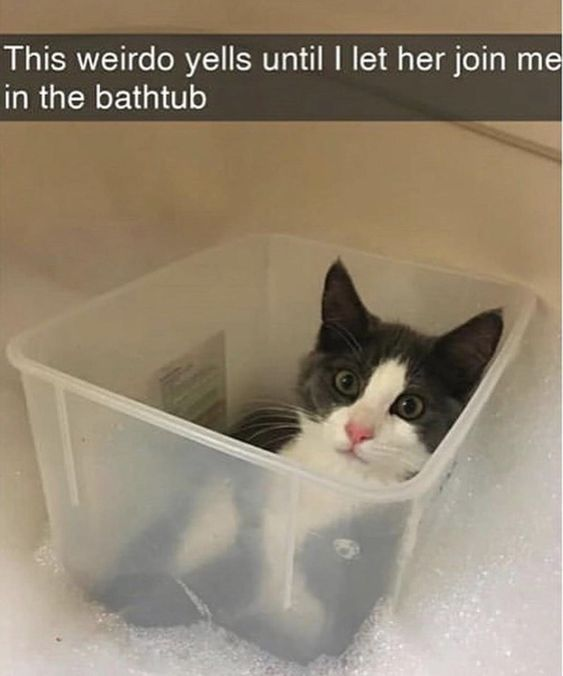 This weirdo yells until I let her join me in the bathtub