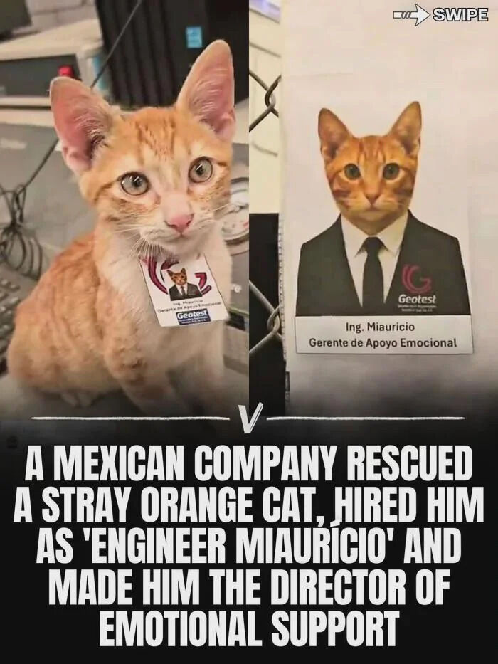 Geotest 000 SWIPE G Geotest Ing. Miauricio Gerente de Apoyo Emocional V A MEXICAN COMPANY RESCUED A STRAY ORANGE CAT, HIRED HIM AS 'ENGINEER MIAURÍCIO' AND MADE HIM THE DIRECTOR OF EMOTIONAL SUPPORT