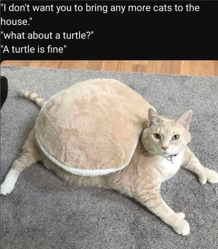 "I don't want you to bring any more cats to the house." "what about a turtle?" "A turtle is fine"