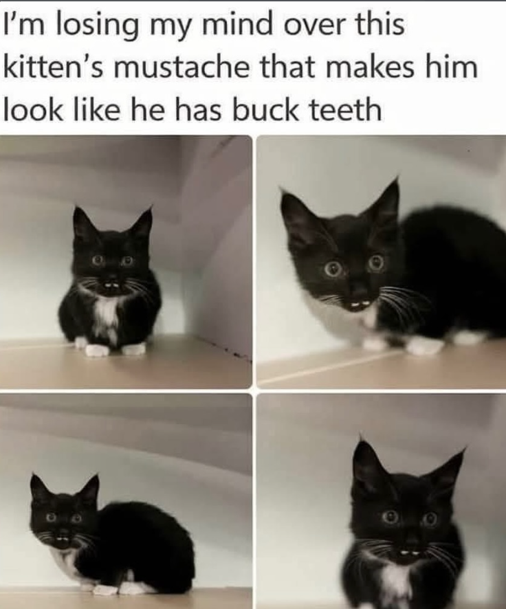 I'm losing my mind over this kitten's mustache that makes him look like he has buck teeth