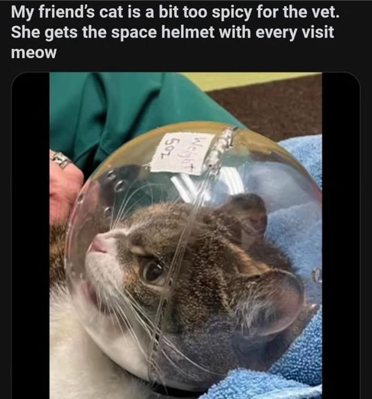 My friend's cat is a bit too spicy for the vet. She gets the space helmet with every visit meow 50%
