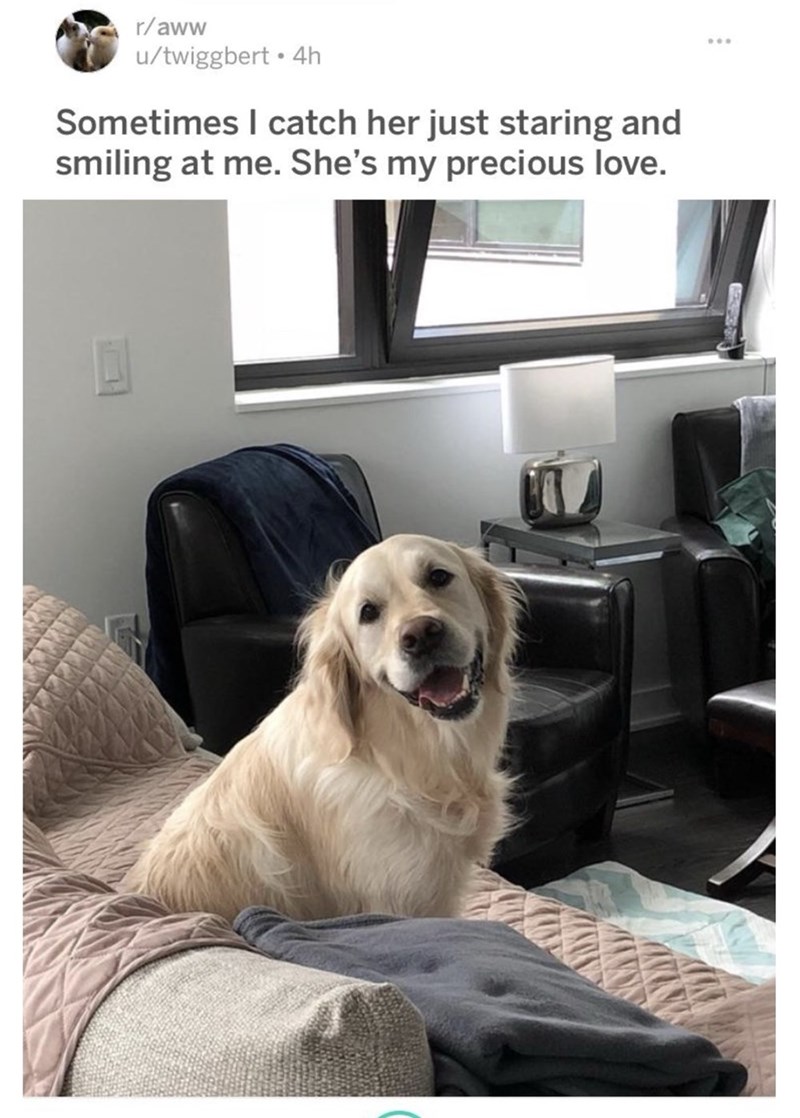 r/aww u/twiggbert ⚫ 4h Sometimes I catch her just staring and smiling at me. She's my precious love.