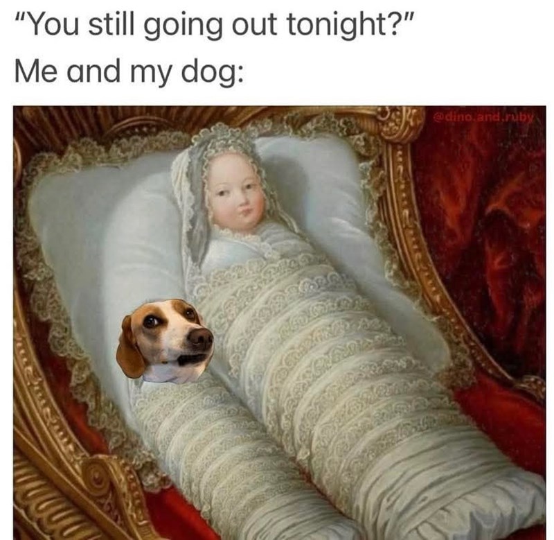 "You still going out tonight?" Me and my dog: @dino.and.ruby