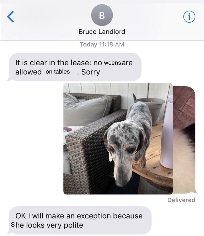 r B Bruce Landlord Today 11:18 AM It is clear in the lease: no weens are allowed on tables . Sorry OK I will make an exception because She looks very polite Delivered 11 i