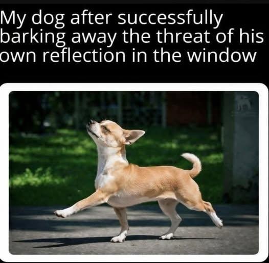 My dog after successfully barking away the threat of his own reflection in the window