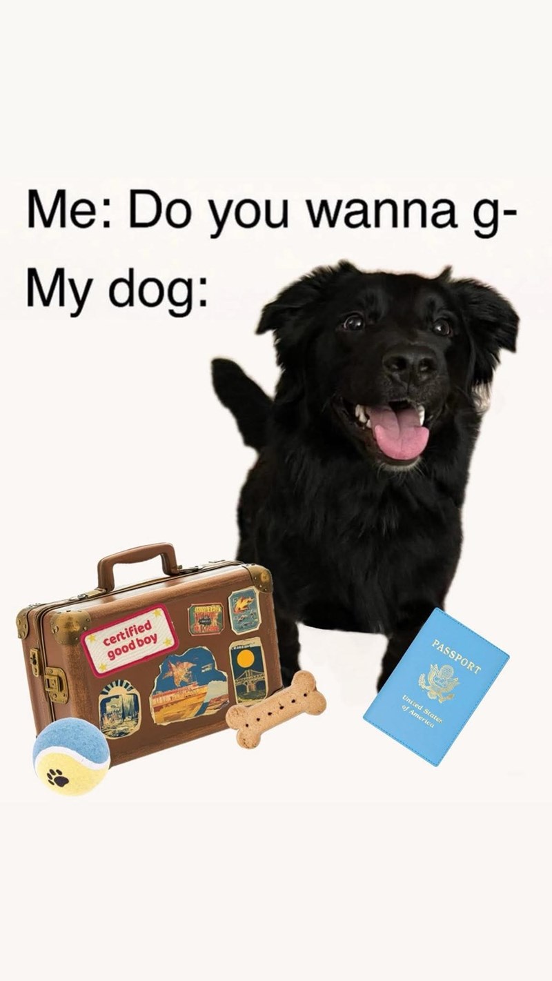 Me: Do you wanna g- My dog: certified good boy KA PASSPORT United States of America