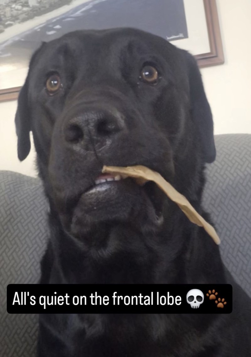 All's quiet on the frontal lobe