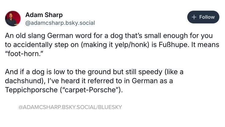 Adam Sharp @adamcsharp.bsky.social + Follow An old slang German word for a dog that's small enough for you to accidentally step on (making it yelp/honk) is Fußhupe. It means "foot-horn." And if a dog is low to the ground but still speedy (like a dachshund), I've heard it referred to in German as a Teppichporsche ("carpet-Porsche"). @ADAMCSHARP.BSKY.SOCIAL/BLUESKY