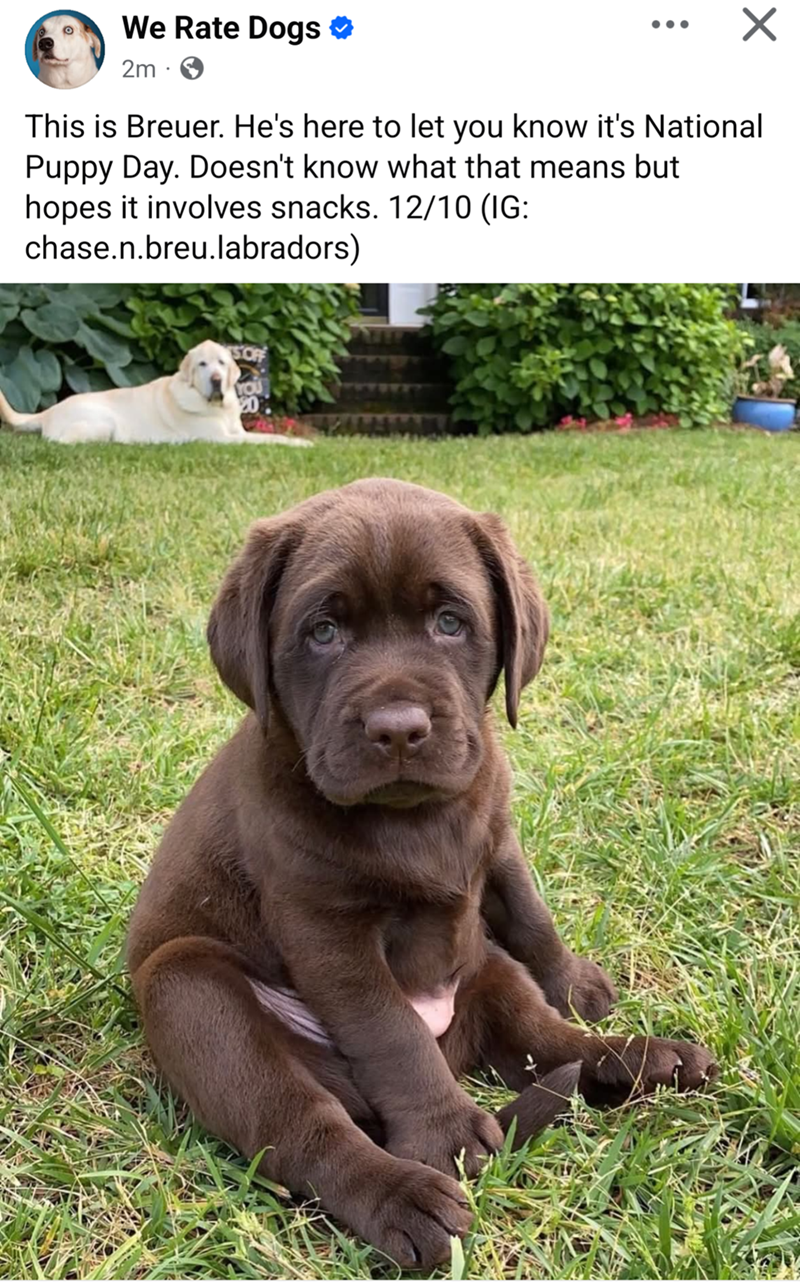 We Rate Dogs 2m This is Breuer. He's here to let you know it's National Puppy Day. Doesn't know what that means but hopes it involves snacks. 12/10 (IG: chase.n.breu.labradors)
