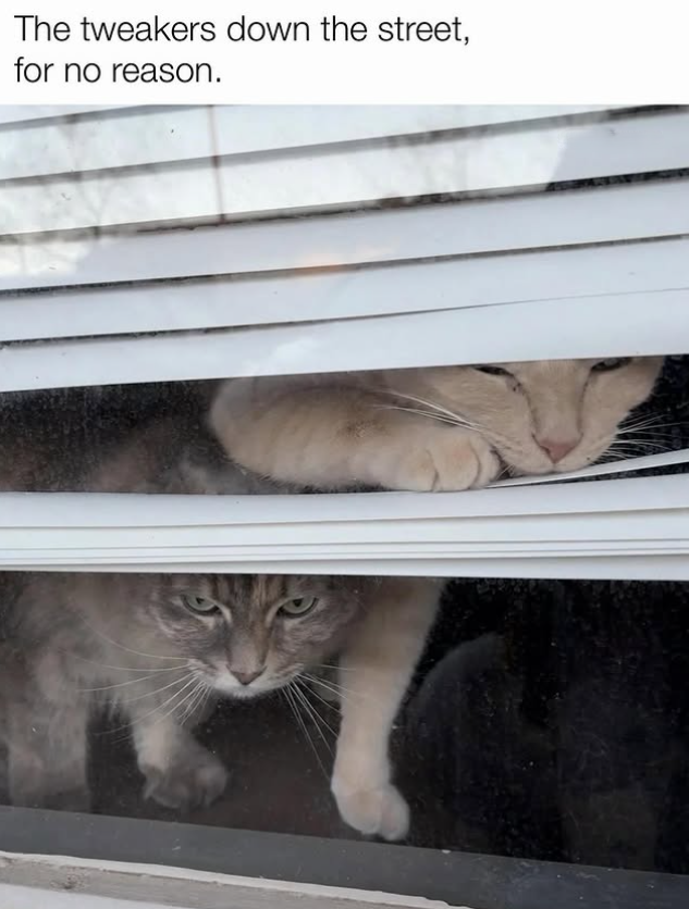 The tweakers down the street, for no reason.