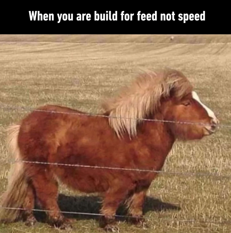 When you are build for feed not speed
