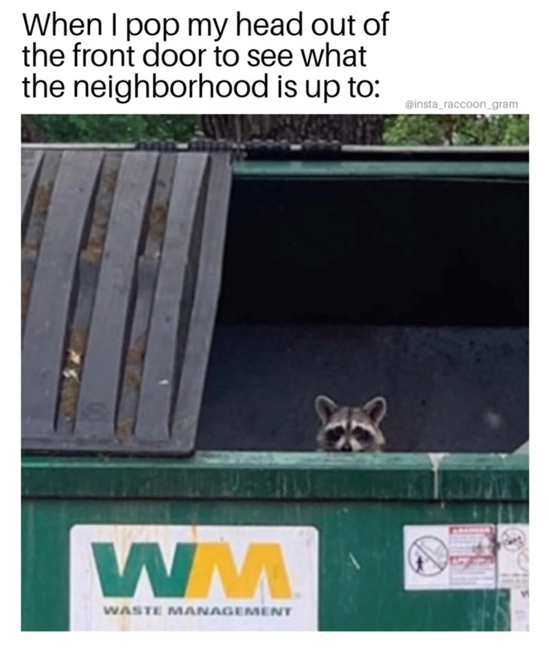 When I pop my head out of the front door to see what the neighborhood is up to: WM WASTE MANAGEMENT @insta_raccoon_gram