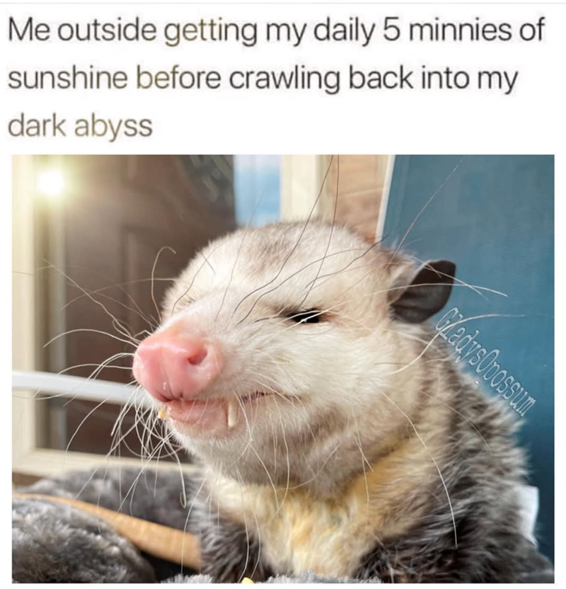 Me outside getting my daily 5 minnies of sunshine before crawling back into my dark abyss Gladys Opossum