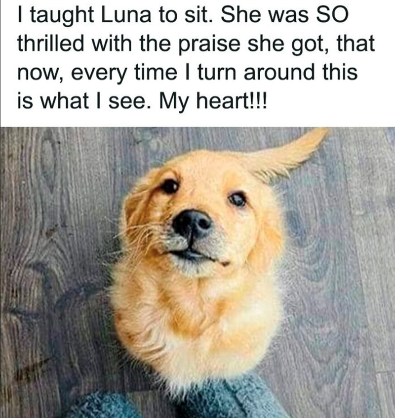 I taught Luna to sit. She was SO thrilled with the praise she got, that now, every time I turn around this is what I see. My heart!!!
