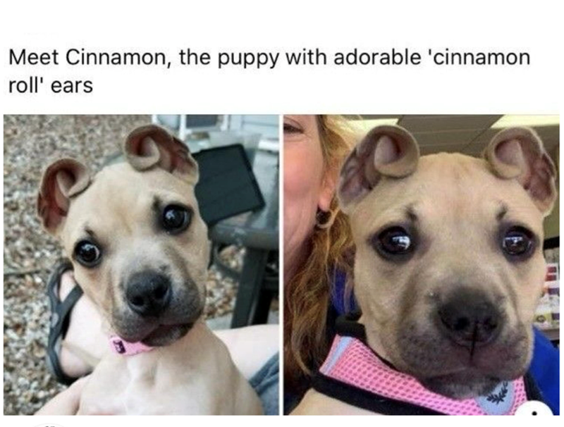 Meet Cinnamon, the puppy with adorable 'cinnamon roll' ears