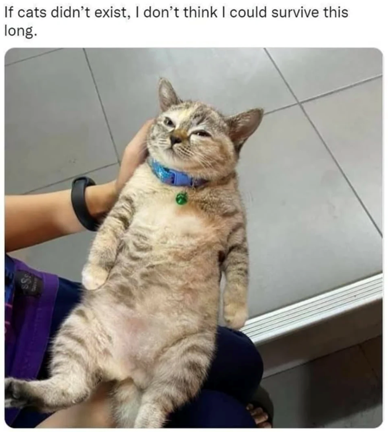 If cats didn't exist, I don't think I could survive this long.