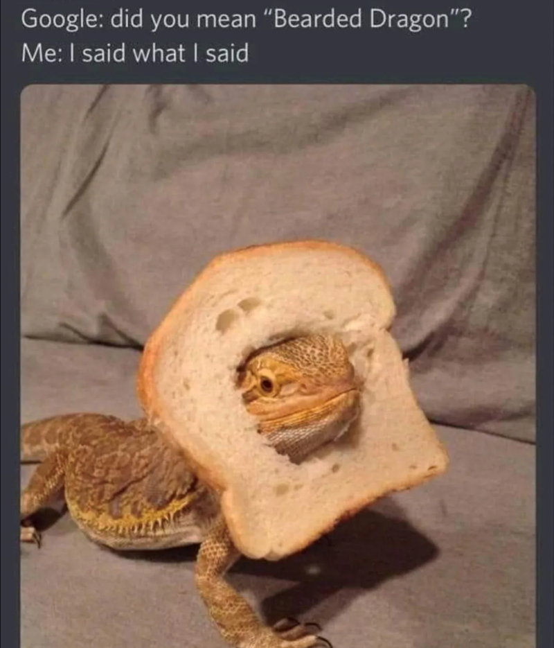 Google: did you mean "Bearded Dragon"? Me: I said what I said