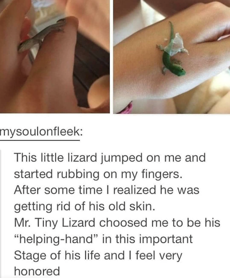 mysoulonfleek: This little lizard jumped on me and started rubbing on my fingers. After some time I realized he was getting rid of his old skin. Mr. Tiny Lizard choosed me to be his "helping-hand" in this important Stage of his life and I feel very honored