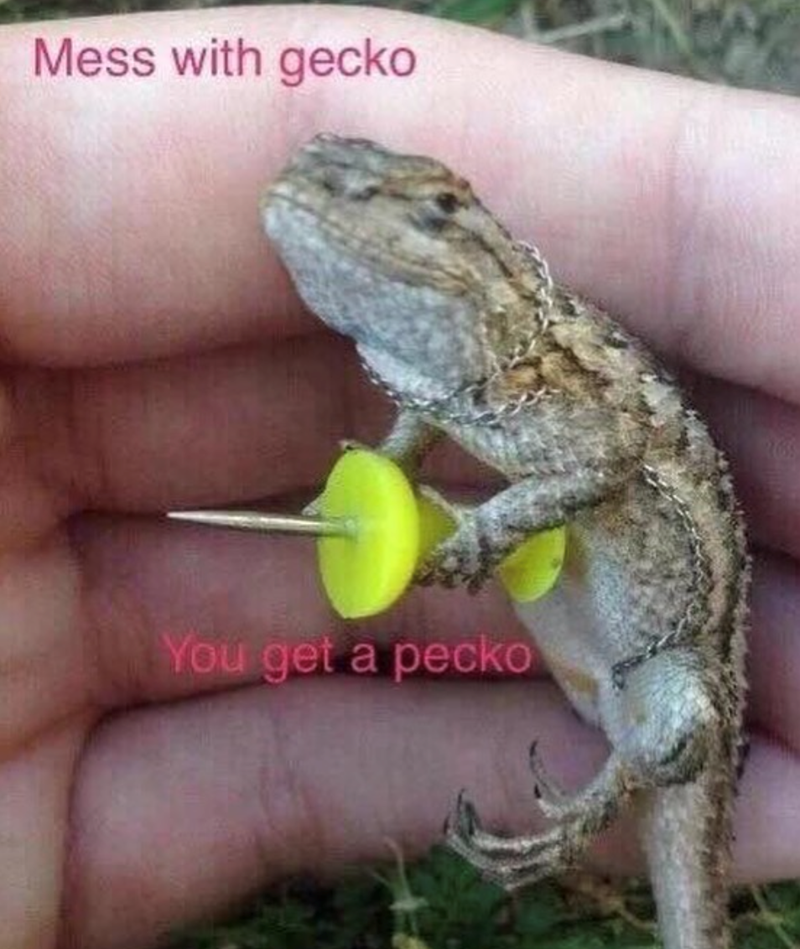 Mess with gecko You get a pecko