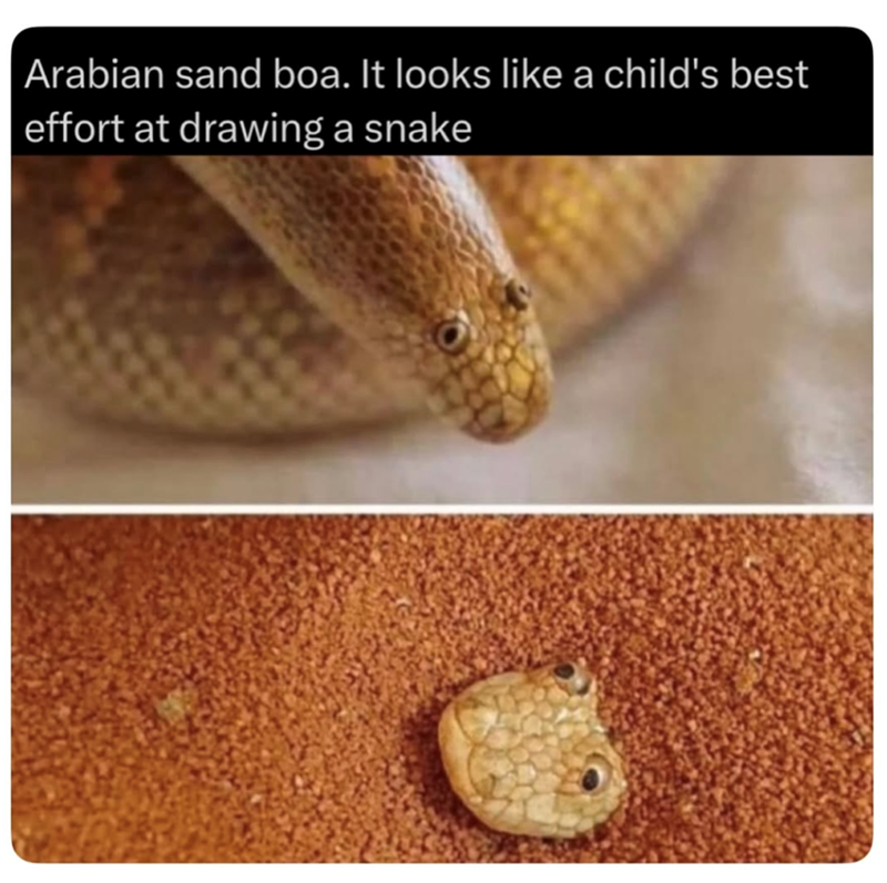 Arabian sand boa. It looks like a child's best effort at drawing a snake