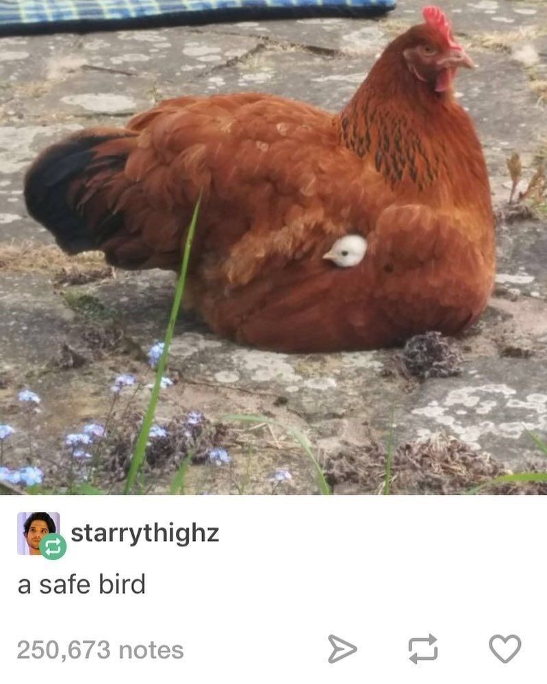 starrythighz a safe bird 250,673 notes 17