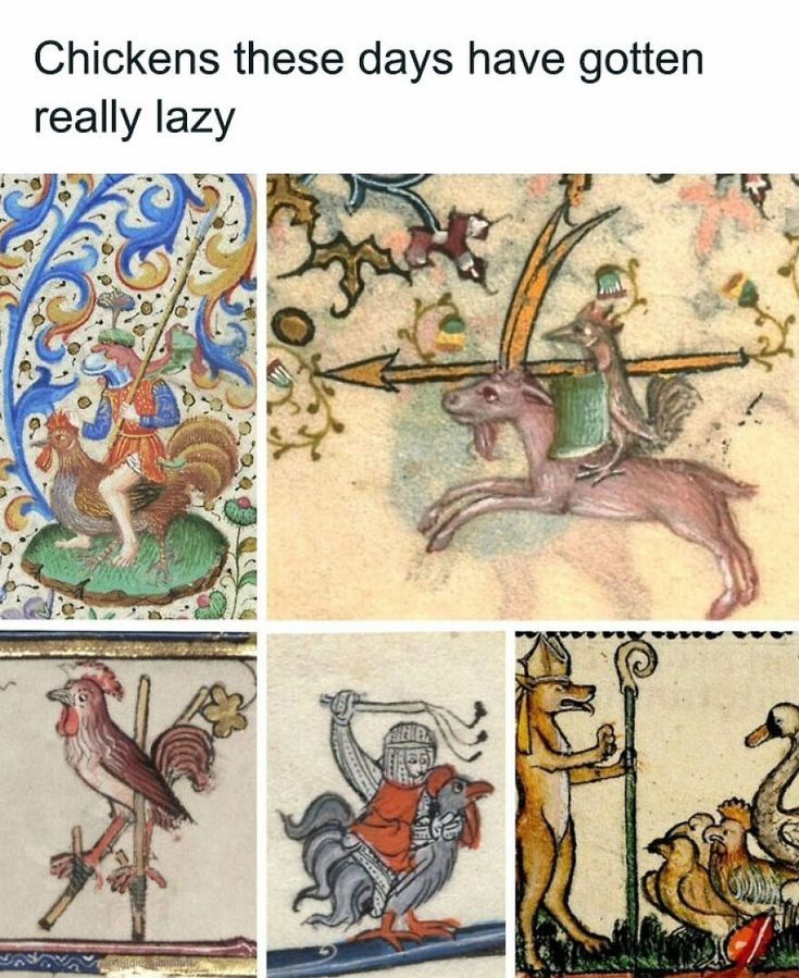 Chickens these days have gotten really lazy