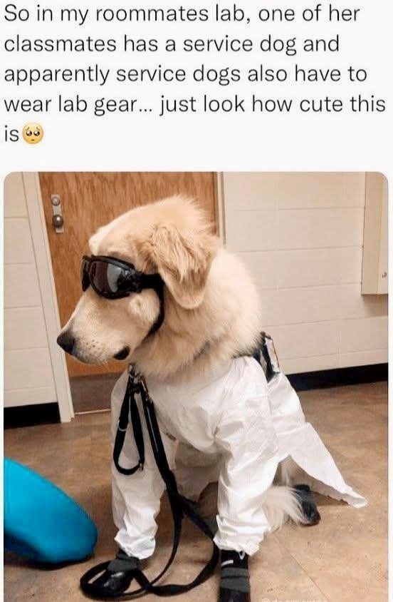 So in my roommates lab, one of her classmates has a service dog and apparently service dogs also have to wear lab gear... just look how cute this is