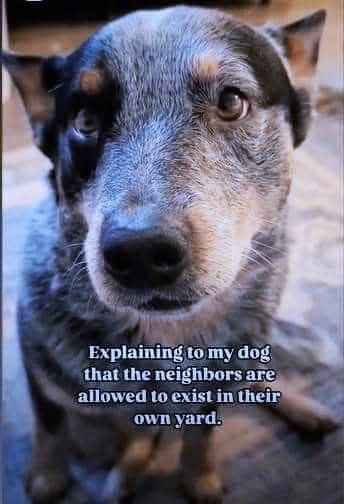 Explaining to my dog that the neighbors are allowed to exist in their own yard.