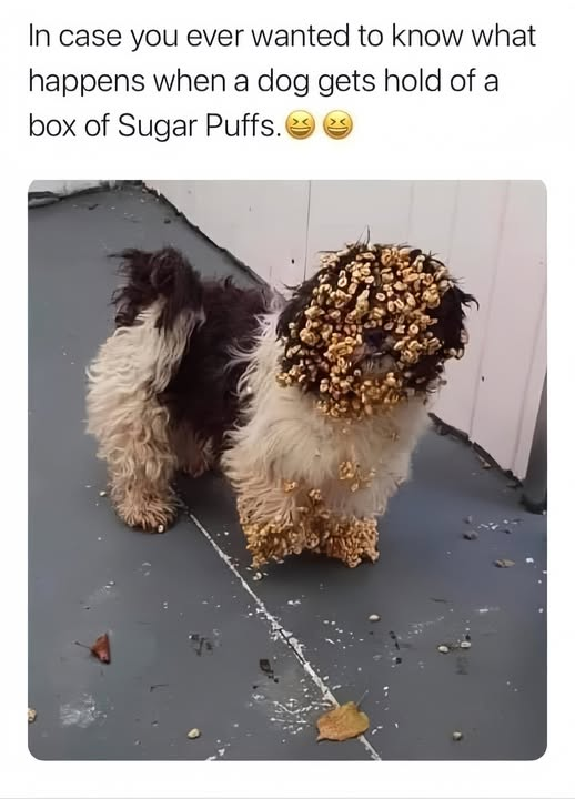 In case you ever wanted to know what happens when a dog gets hold of a box of Sugar Puffs.