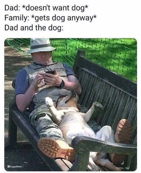 Dad: *doesn't want dog* Family: *gets dog anyway* Dad and the dog: DoggaNews