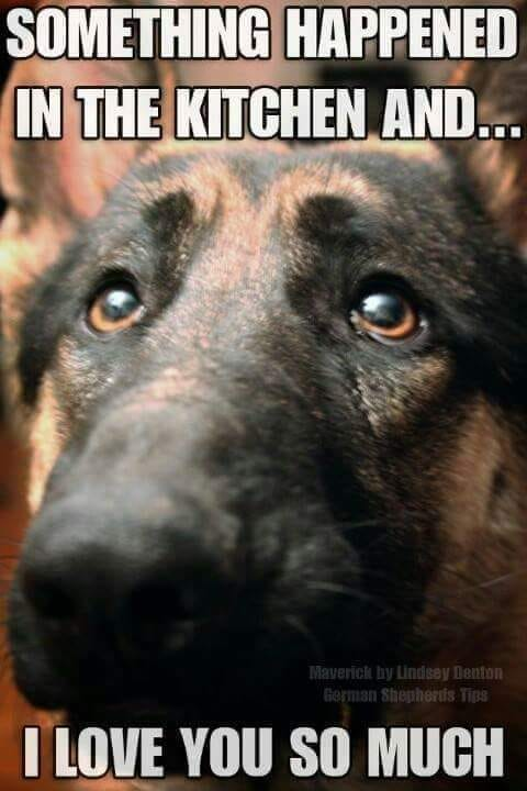 SOMETHING HAPPENED IN THE KITCHEN AND... Maverick by Lindsey Denton German Shepherds Tips I LOVE YOU SO MUCH