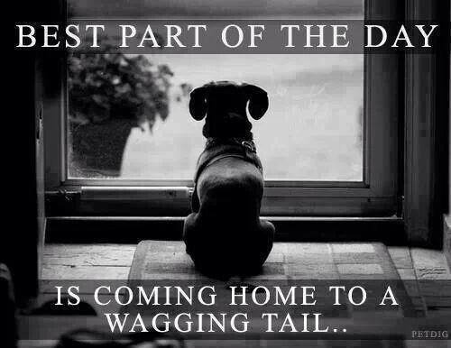 BEST PART OF THE DAY IS COMING HOME TO A WAGGING TAIL.. PETDIG