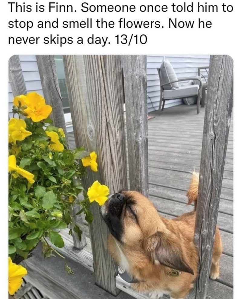 This is Finn. Someone once told him to stop and smell the flowers. Now he never skips a day. 13/10
