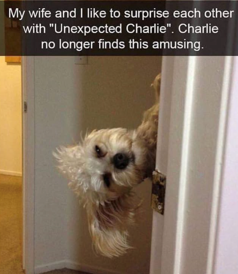 My wife and I like to surprise each other with "Unexpected Charlie". Charlie no longer finds this amusing.