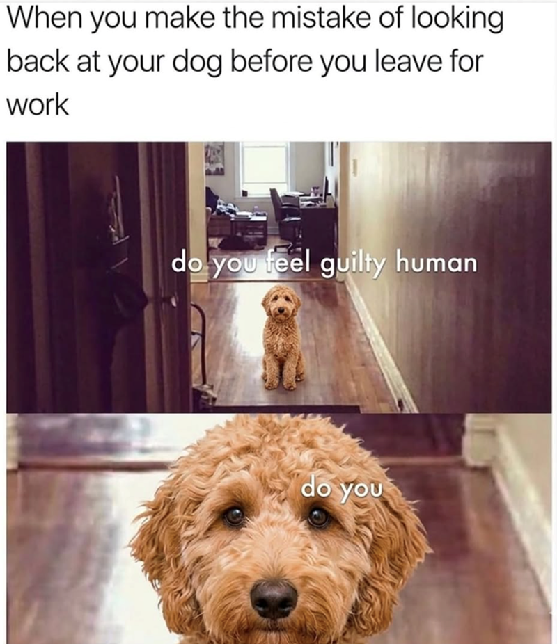 When you make the mistake of looking back at your dog before you leave for work do you feel guilty human do you