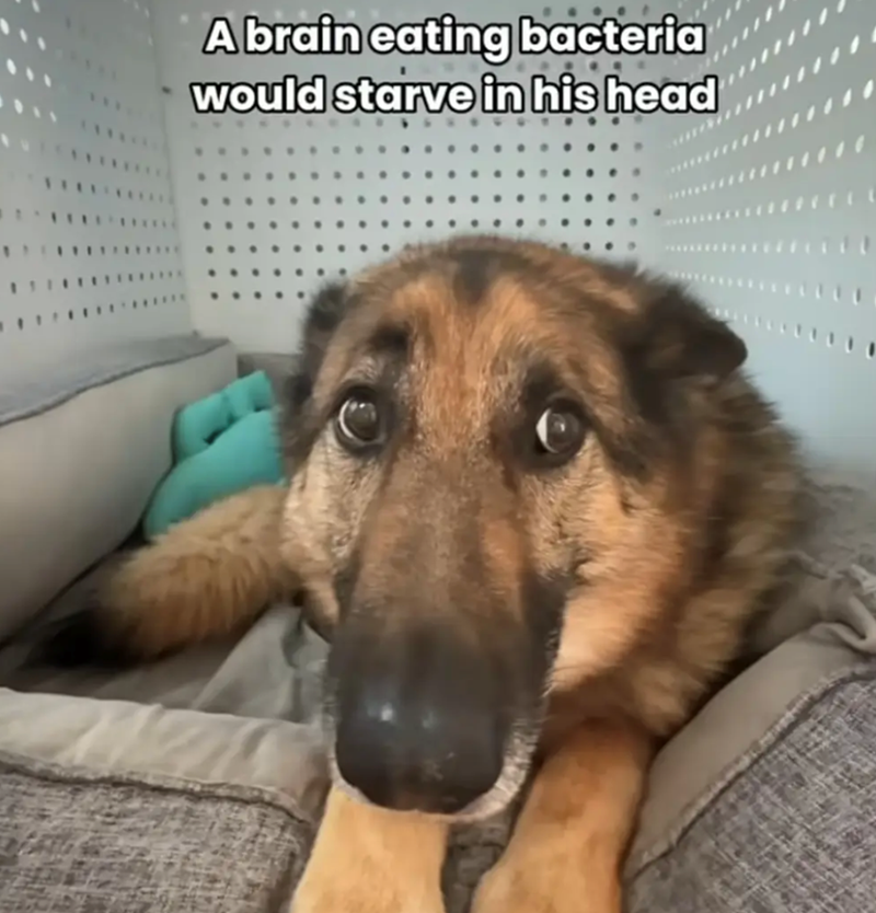 A brain eating bacteria would starve in his head
