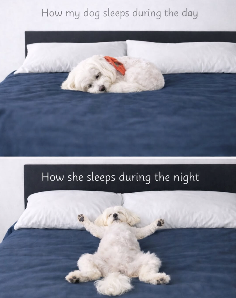 How my dog sleeps during the day How she sleeps during the night
