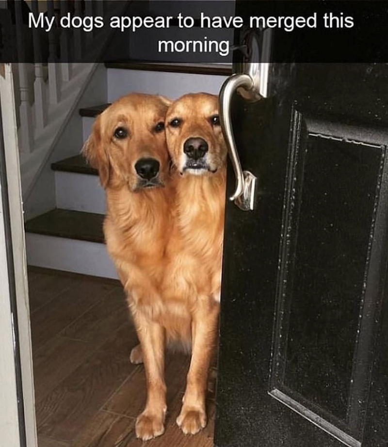 My dogs appear to have merged this morning