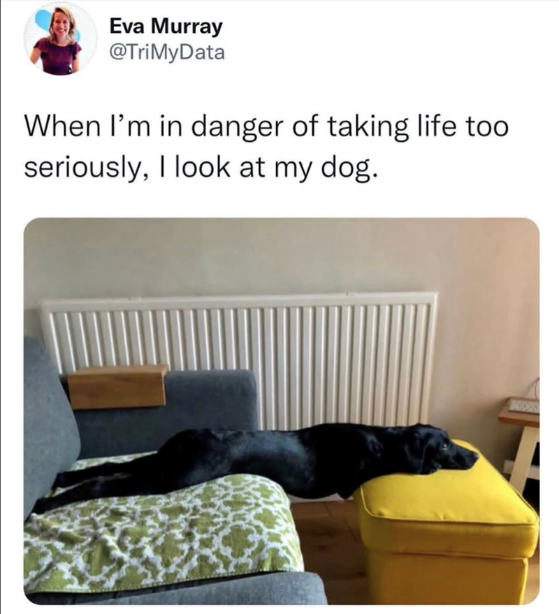 Eva Murray @TriMyData When I'm in danger of taking life too seriously, I look at my dog.