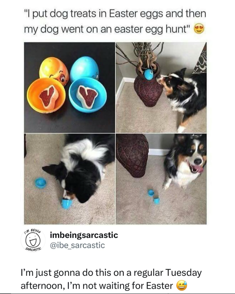 "I put dog treats in Easter eggs and then my dog went on an easter egg hunt" I'M BEING SARCASTIC imbeingsarcastic @ibe_sarcastic I'm just gonna do this on a regular Tuesday afternoon, I'm not waiting for Easter