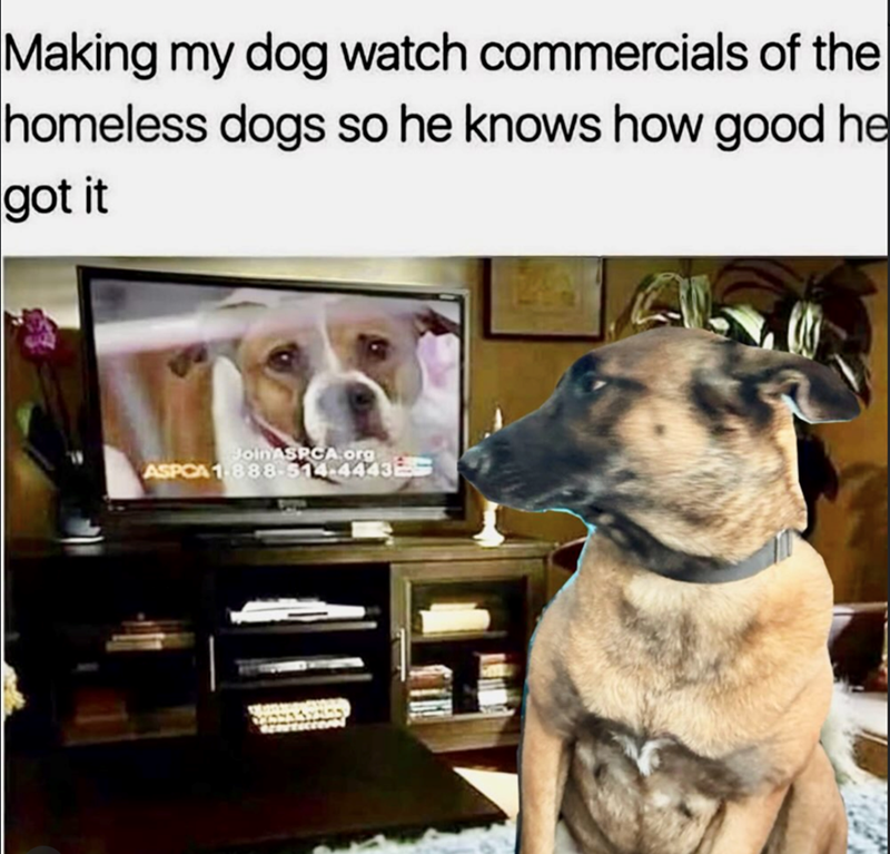 Making my dog watch commercials of the homeless dogs so he knows how good he got it Join ASPCA.org ASPCA 1-888-514-4443