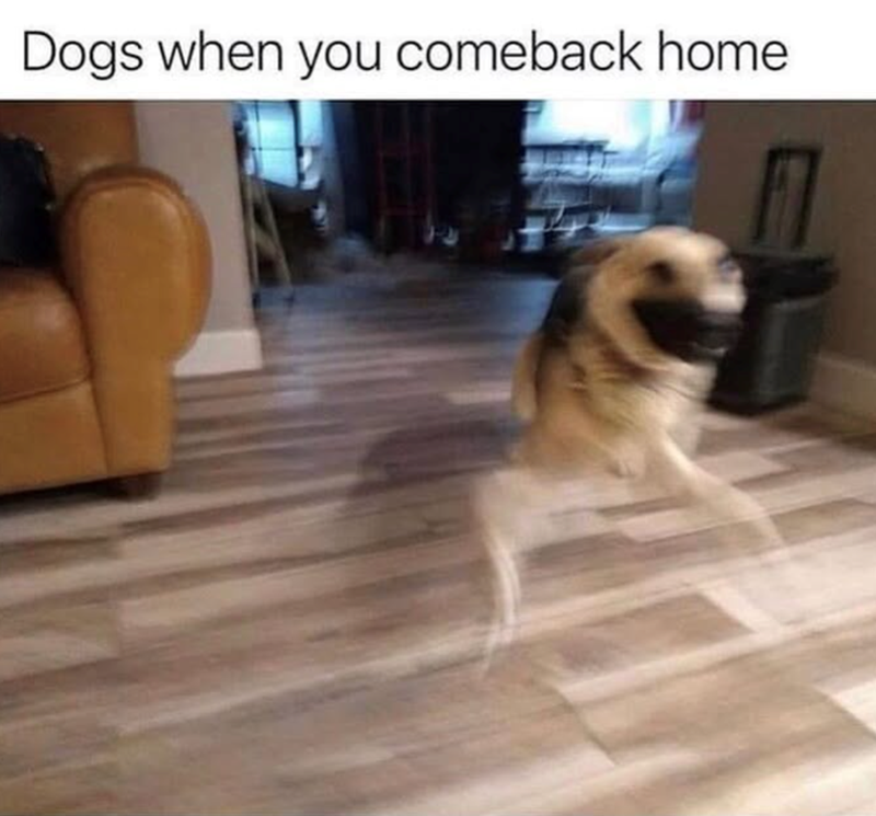 Dogs when you comeback home