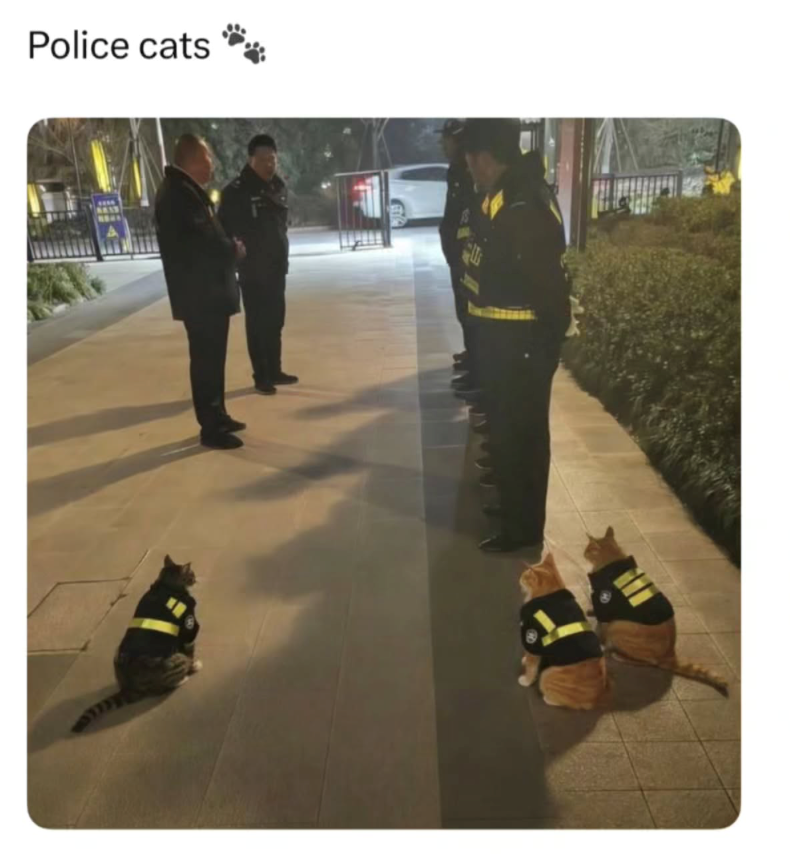 Police cats wwww 6813