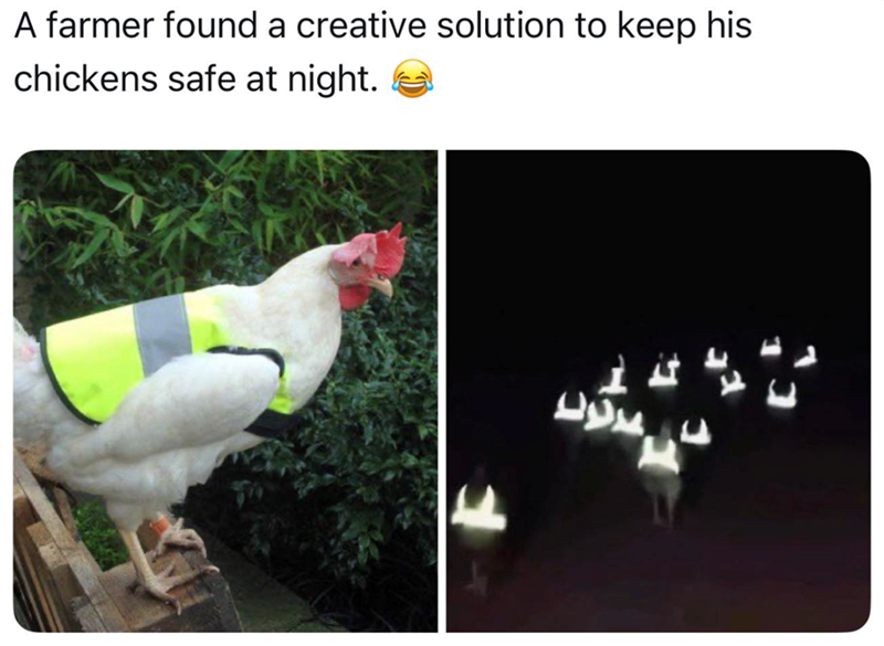 A farmer found a creative solution to keep his chickens safe at night.