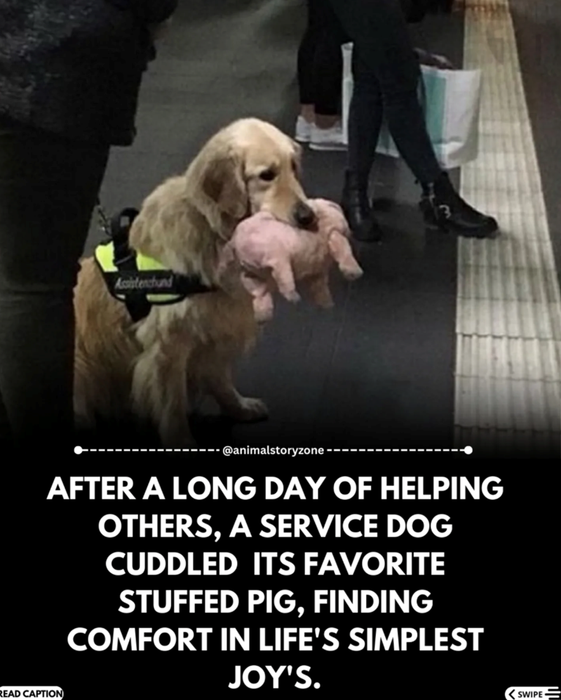 Assistenchund @animalstoryzone AFTER A LONG DAY OF HELPING OTHERS, A SERVICE DOG CUDDLED ITS FAVORITE STUFFED PIG, FINDING COMFORT IN LIFE'S SIMPLEST JOY'S. READ CAPTION SWIPE