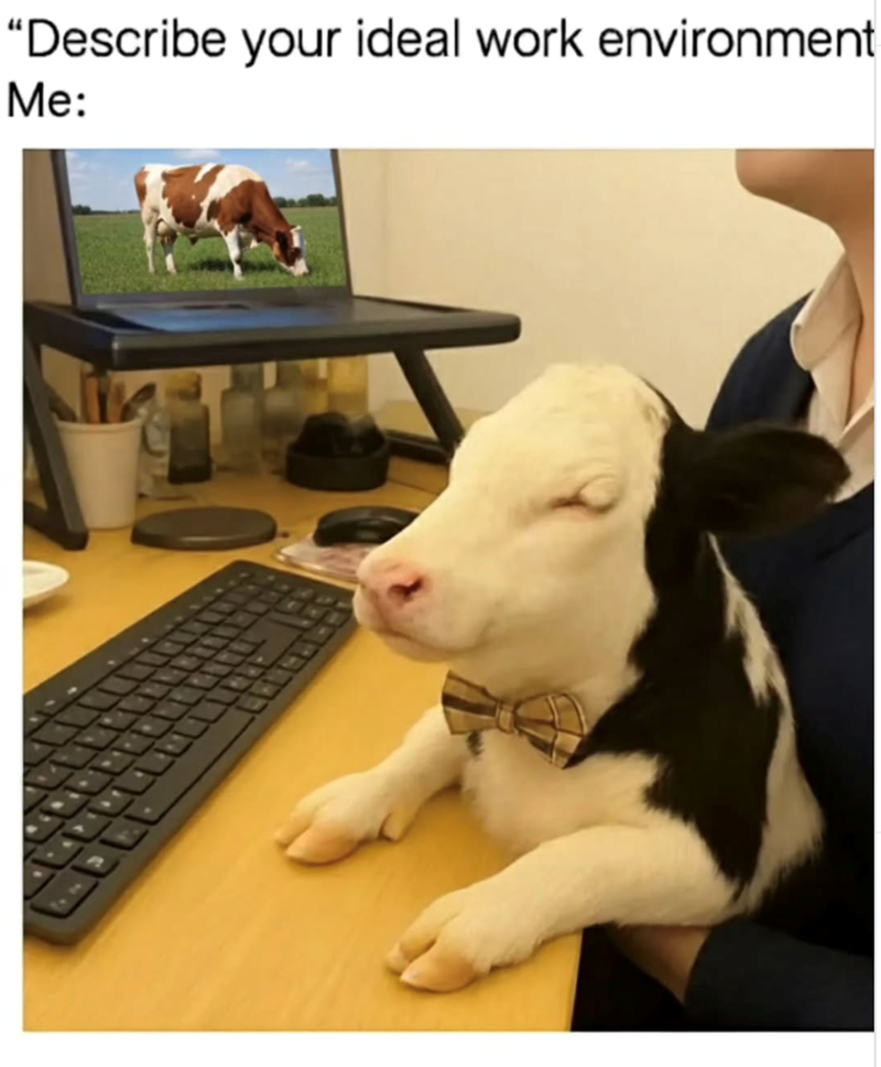"Describe your ideal work environment Me:
