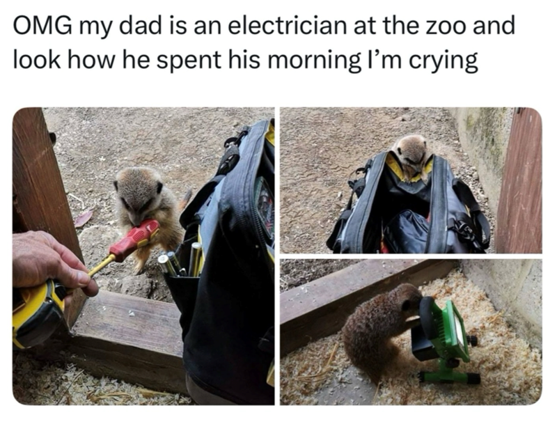 OMG my dad is an electrician at the zoo and look how he spent his morning I'm crying